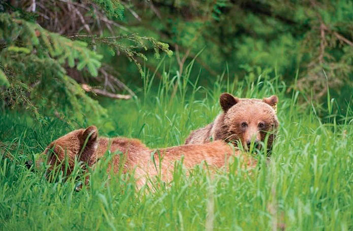 Grizzly Bears