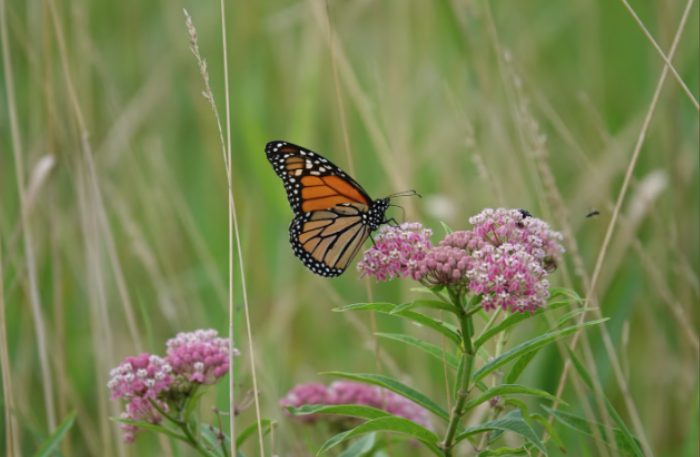 butterfly 