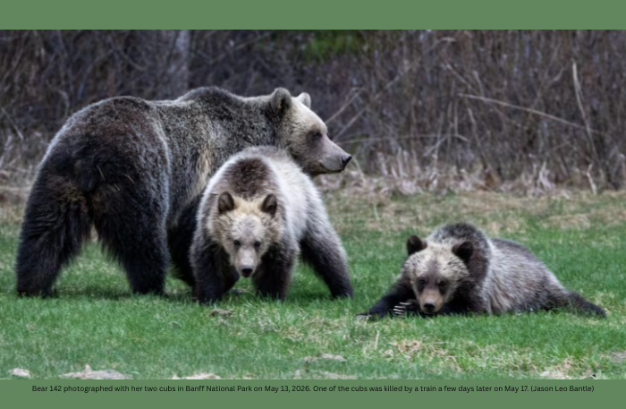 bears