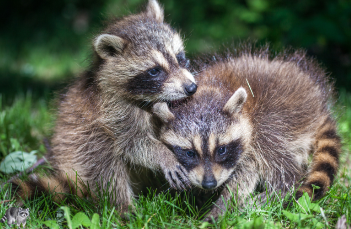 racoons