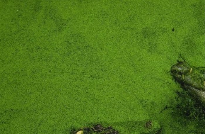 green 2