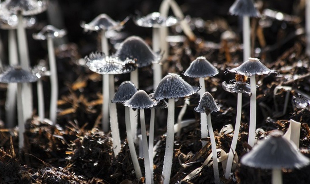 Clusters of grey capped mushrooms with translucent stems on leafy ground.