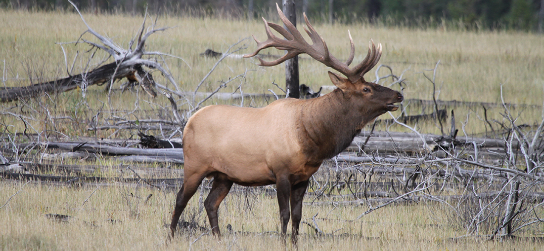 In advance of proposed twinning of Alberta's Highway 3, scientists have identified best wildlife crossing corridors to ensure genetic diversity of elk.
