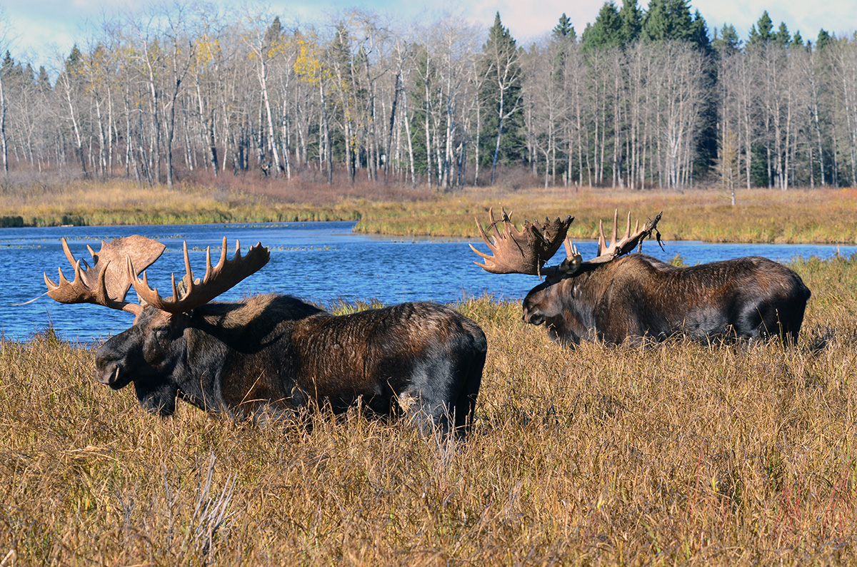Two large bull moose traveling throughout the countryside in Alberta.