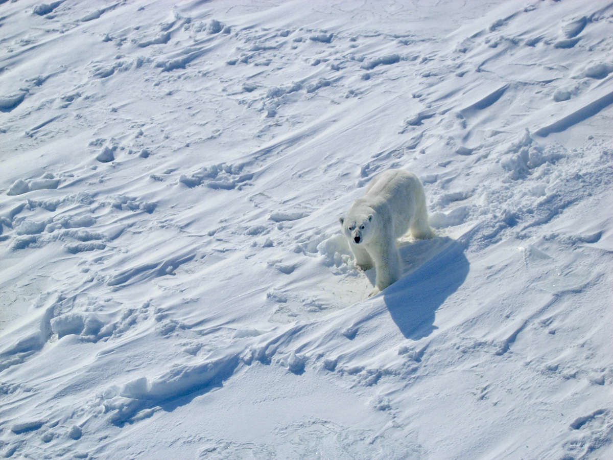 Lone polar bear standing on sea ice in the Canadian Hudson Bay area looks upward toward the camera.