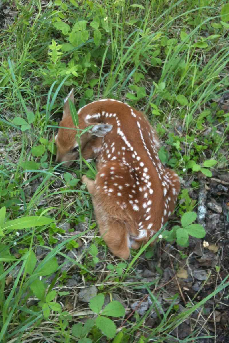 Use of program in North Dakota has led to rebound in numbers of white-tailed deer and other wildlife